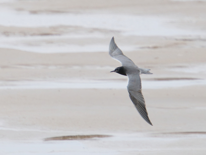 Thumbnail of American Black Tern